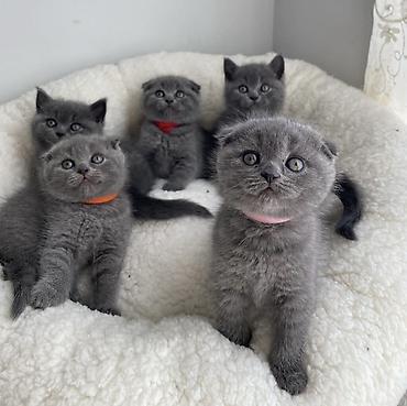 коты белый: Шотландские котята, окрас голубой ) - Помёт из нескольких малышей От — 1