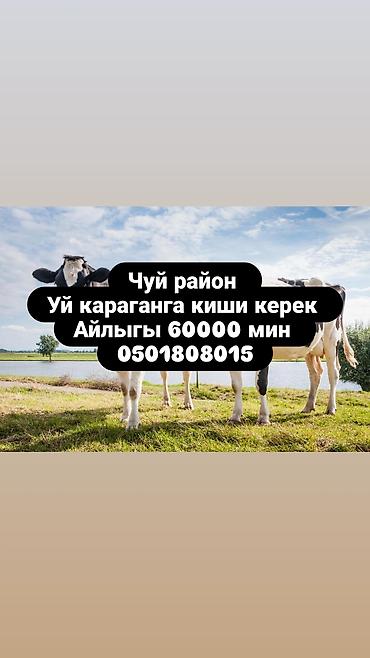 работа на бишкек: Талап кылынат Малчы, Төлөм: Ай сайын — 2