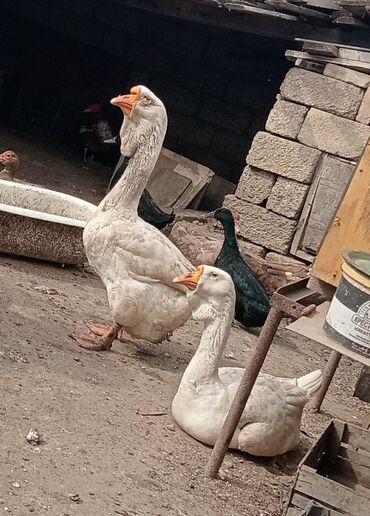 Xalmaqor qazlar,Damazliqdir,Tam saglamdir,Real alicilar nomre ile