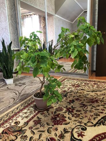 Дом и сад: Продаются безумно красивые, с уходом цветы, с 50% скидкой