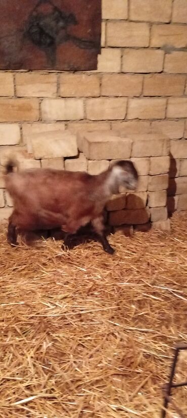 Keçi, çəpiş: Super təmiz qan hələb keçisi. Birinci qarın doğacaq İNŞƏALLAH. Başı — 7