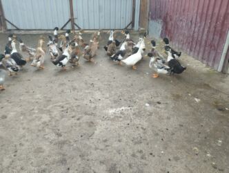 Ördəklər: İsdeye görə dəyişir .Müddəti isdeses təmizlənmiş de -da lalafo.az — 2 Ördəklər: İsdeye görə dəyişir .Müddəti isdeses təmizlənmiş de — 2