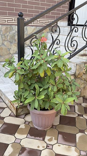 Молочаи: Молочай Миля (Euphorbia milii) в крупном пластиковом кашпо. - — 6