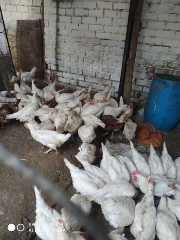 купить суточных цыплят: Продаю цыплят (хай Лайн соня), заказывал суточных с птицефабрики, 80