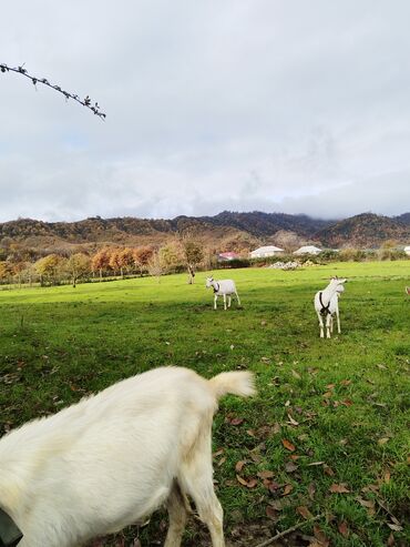 Keçi, çəpiş: Sanen keçiləri satılır. Çəkilisdə heç bir effekt istifadə edilməyib — 17