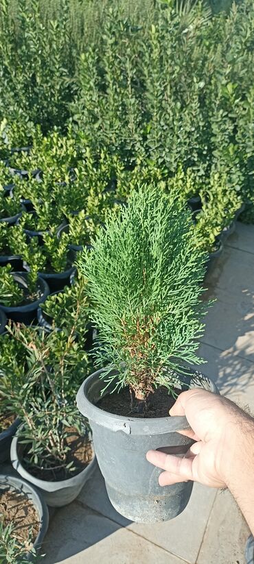 Ağaclar: Dekorativ çöl bitkilərinin satışı və Sifarişlə yetişdirilməsi.Satış -da lalafo.az — 12 Ağaclar: Dekorativ çöl bitkilərinin satışı və Sifarişlə yetişdirilməsi.Satış — 12