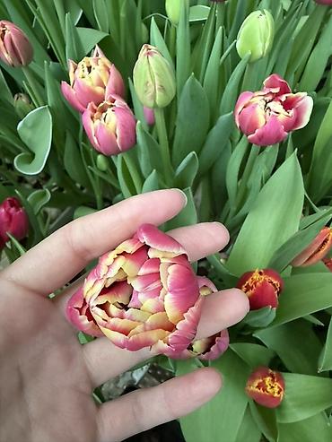 Букеты из живых цветов: ‼️‼️‼️новый прайс на тюльпаны выше 300 штук по 70 сом Высота 50/60 см — 8