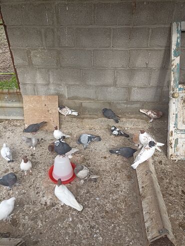 Птицы: Продаются голуби разной породы кроме лохманогих в основном молодёжи