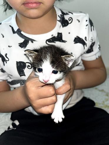 Продажа кошек: Продам кошку. вместе с ней идет её игрушка, кошачья мята и ошейник — 11