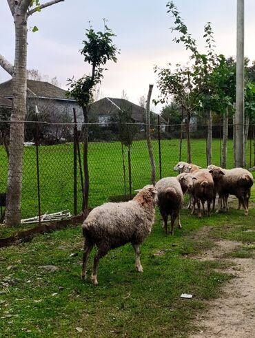 Kənd təsərüfatı heyvanları üçün digər mallar: 🌾 Lənkəranda bağda saxlanılan quzular 🐏 Təmiz, sağlam və ətli 💚 — 6