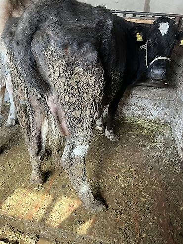 Коровы, быки: Продаю | Корова (самка) | Для молока | Привязанные — 7