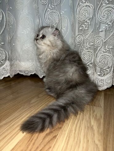 Pişiklər: Şinşilla, Dişi — 11