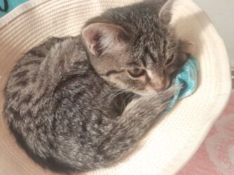 скоттиш фолд шотландская вислоухая кошка: Кошка даром: Беспородная, 6 месяцев, Девочка, Приучена к лотку