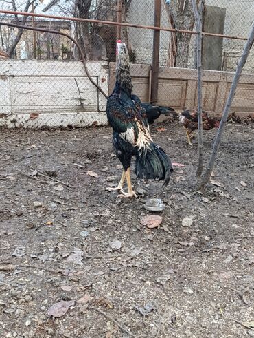 Toyuqlar: Toyuq, Damazlıq, Ödənişli çatdırılma — 4