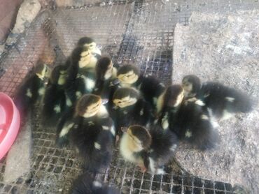 сколько стоит собака бу: Salyanda lal ördək balaları satıram. 13 ədəddir. 40 manata. Biri 3