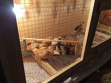 Зоотовары: Брудер для цыплят. универсальный Брудер жожого бодоного коенго хомяка at lalafo.kg — 6 Зоотовары: Брудер для цыплят. универсальный Брудер жожого бодоного коенго хомяка — 6