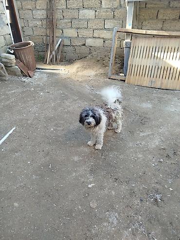 yerli qaz: Pudel — 5