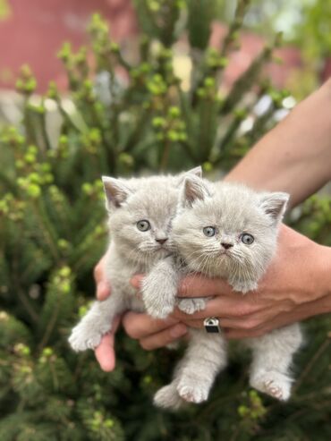 erkek qoyun: Şotland, Erkək, Dişi