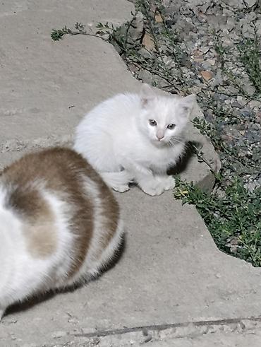 кошка беловодск: 2 айлык, Ургаачы, Лотокко барууга үйрөтүлгөн — 2