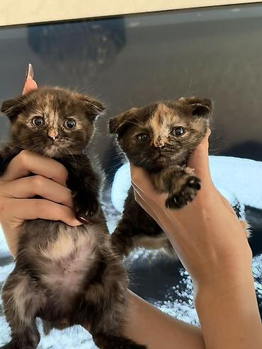 scottish fold: Şotland — 1