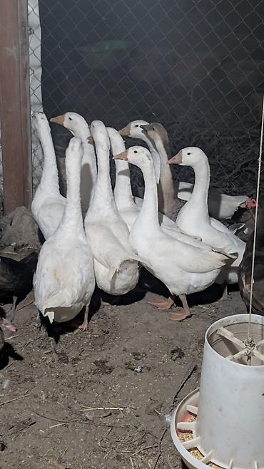 xalmaqor qazlar: Linda Kuban cavan qazlar satılır çəkiləri Maşallah olsun 4.5-4.8 kilo — 1