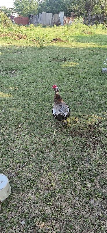 ordəy balası: Musk ördəyi (hind ördəyi) – təsərrüfat üçün - Cins: Muscovy (hind — 3