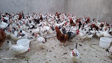qus iran: 9 aylıq toyuqlar satılır,diri çekileri 2 kq 3 kq arası yumurtlayan — 1