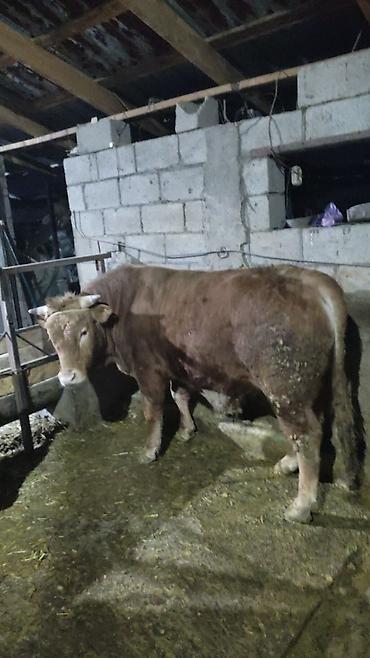 Коровы, быки: Продаю | Бык (самец) | На откорм — 12