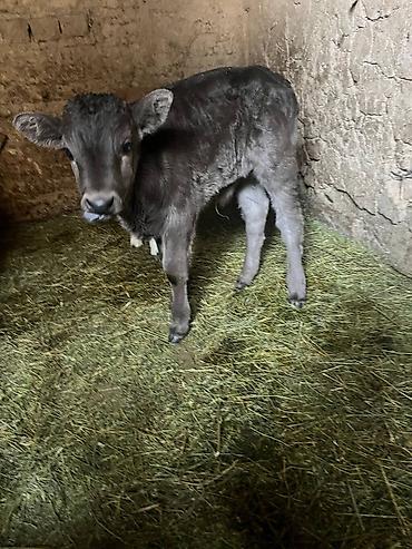 Коровы, быки: Продаю | Музоо, торпок | Алатауская | На откорм | Искусственник — 3