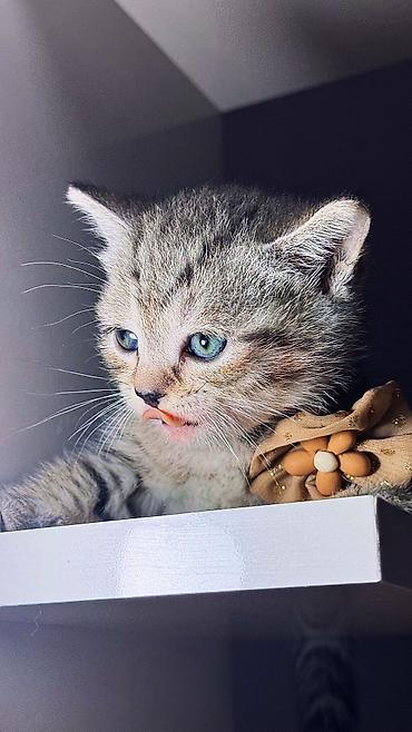 Pişiklər: Britan, Erkək, Ünvandan götürmə — 3