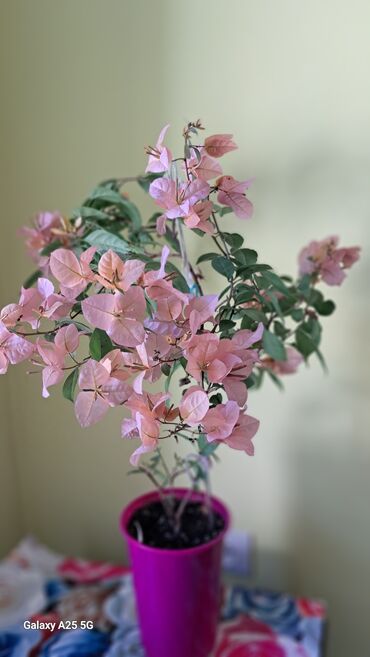 комнатные растения цветы: Бугенвилии - детки- не капризные. редкие цветы