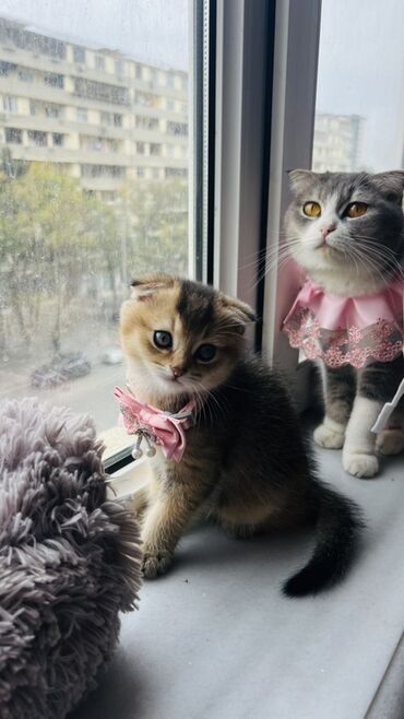 Pişiklər: Dişi — 11