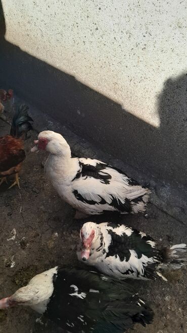 Xoruzlar: Xoruz, il: <1 — 3