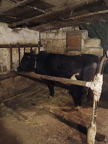 Inəklər, öküzlər: 1 ci qarına düyədi balalamağına bir aya on gün qalıb heyvan özü yaxşı -da lalafo.az — 2 Inəklər, öküzlər: 1 ci qarına düyədi balalamağına bir aya on gün qalıb heyvan özü yaxşı — 2