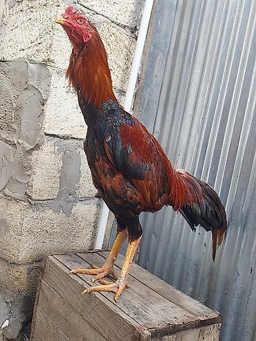 Xoruzlar: Xoruz, il: <1, Ödənişli çatdırılma — 14