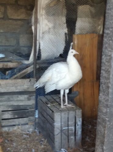 Tovuz quşları: Salam aleykum. Satışda bir cüt ağ tovuzquşu var. 6 ayliqdirlar. cütü — 15