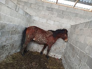 Лошади, кони: Продаю | Жеребенок | Для разведения — 12