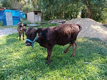 Коровы, быки: Продаю | Бык (самец) | Алатауская at lalafo.kg — 4 Коровы, быки: Продаю | Бык (самец) | Алатауская — 4