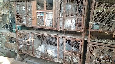 рам 2022: Клетки для кроликов кур продаю — 4
