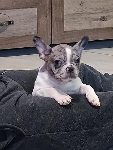 Psi: Stenad francuskog buldoga dva merle muzjaka 3.5 meseca Vakcinisani — 10