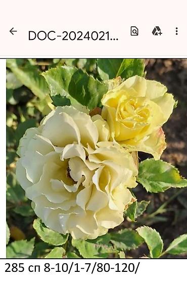 Садовые цветы и кустарники: Корни роз - Крупноцветковая чайно-гибридная роза с — 6