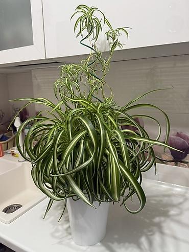 цветок хлорофитум: Хлорофитум (Chlorophytum comosum ‘Variegatum’) в горшке - Пышная — 2