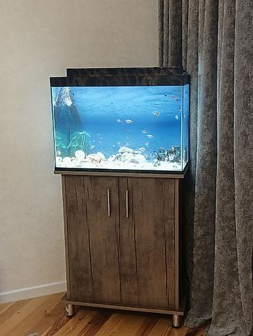 Akvariumlar: Akvarium-şkaf, Boş, 200 l — 1