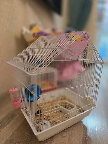 qaz balasl: Ağ rəngli xırda hamster üçün tam dəst qəfəs. HƏR ŞEY ÜSTÜNDƏ VERİLİR — 9