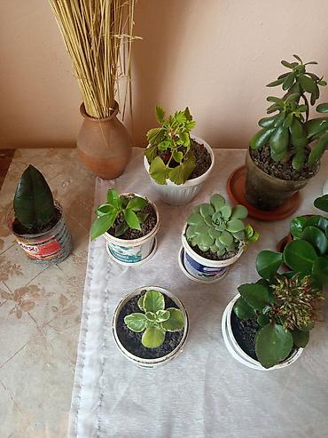 Другие комнатные растения: Комнатные растения в горшках Предлагаются комнатные растения на — 4