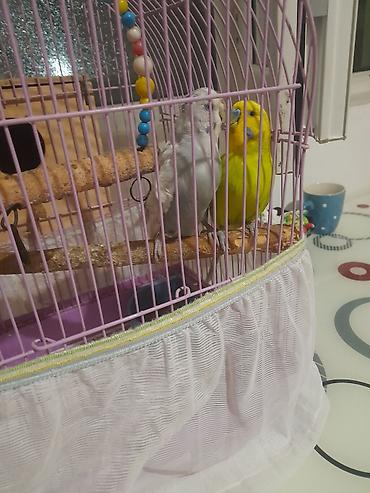 Bəzəkli qəfəsdə iki dalğalı tutuquşu (budgerigar) dəsti. - Qəfəs