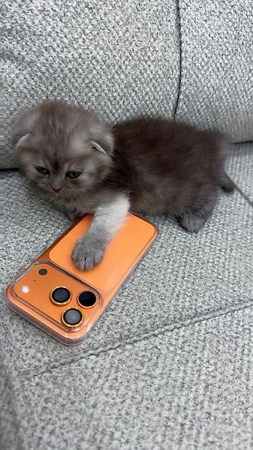 Pişiklər: Şotland yastı qulaq, Erkək, Dişi, Yaxşı əllərə, Ünvandan götürmə, Pulsuz çatdırılma, Ödənişli çatdırılma — 29