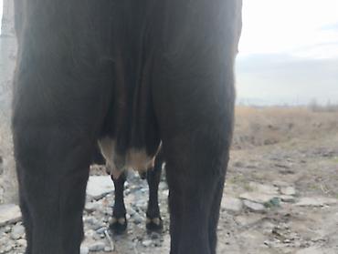 Коровы, быки: Продаю | Корова (самка) | Для молока | Привязанные — 6