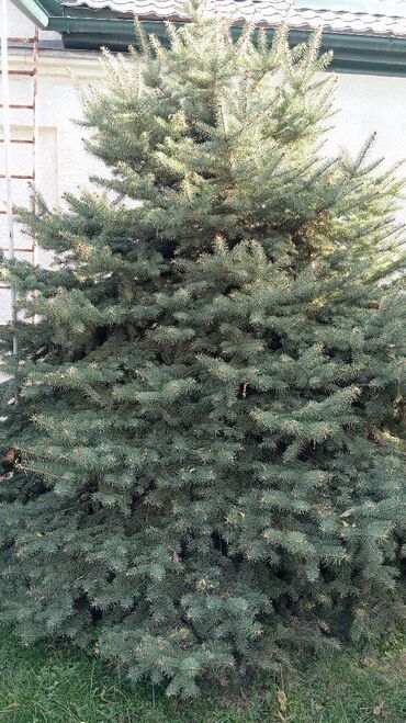 Ёлки: Живая ель (ёлки, ели, ёлка) Большая ель с пышной кроной и — 3