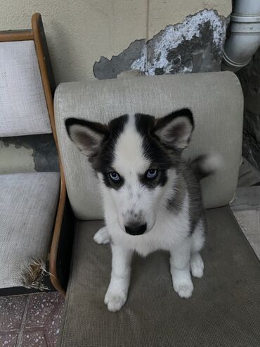 balaca xaski: Xaski, 2 ay, Dişi, Ünvandan götürmə, Ödənişli çatdırılma, Rayonlara çatdırılma
